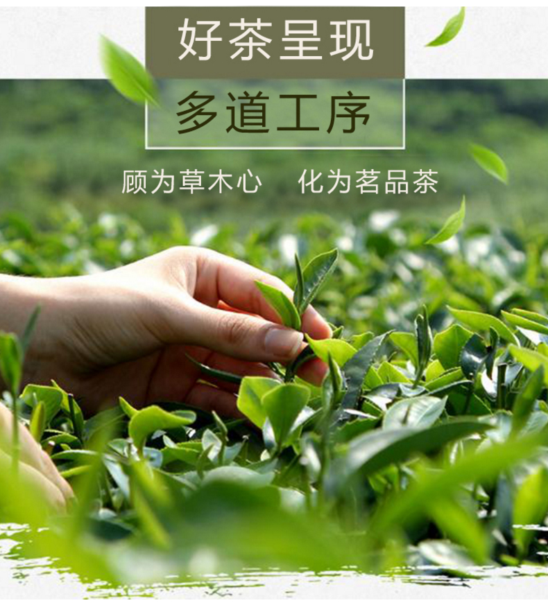 汝莲绿茶（珍品)棕色罐装JPG_10.jpg